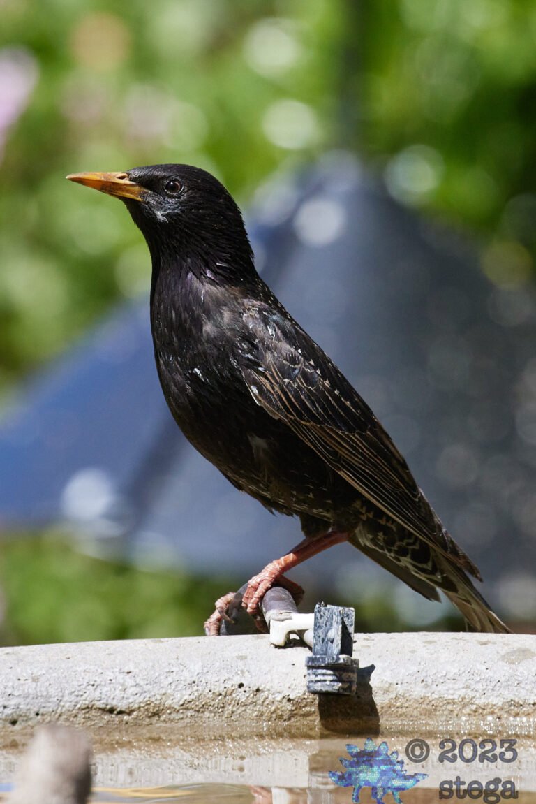 European Starling