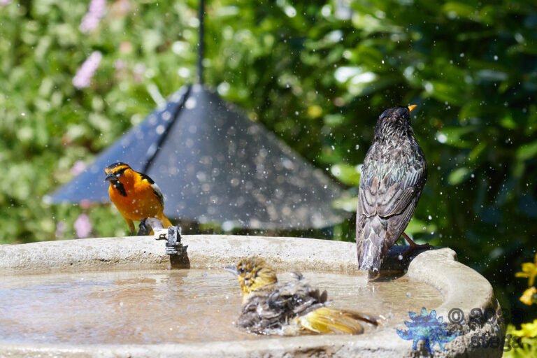 Oriole’s and Starling