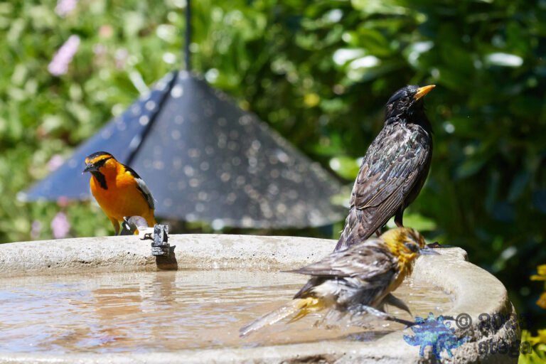 Oriole’s and Starling