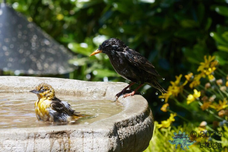Oriole and Starling