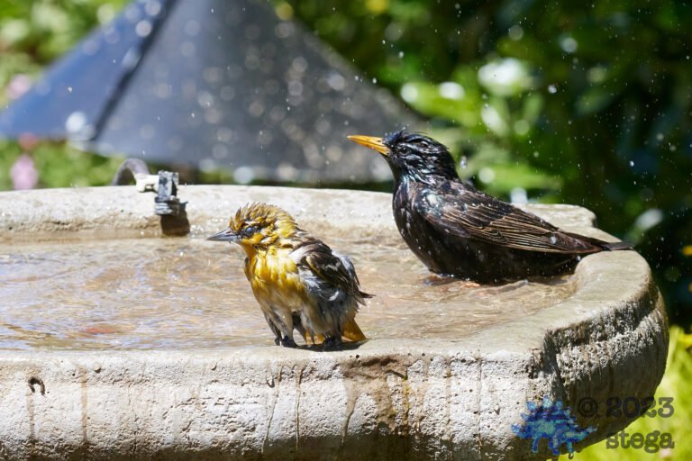 Oriole and Starling