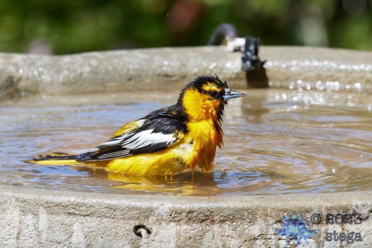 Bullock’s Oriole