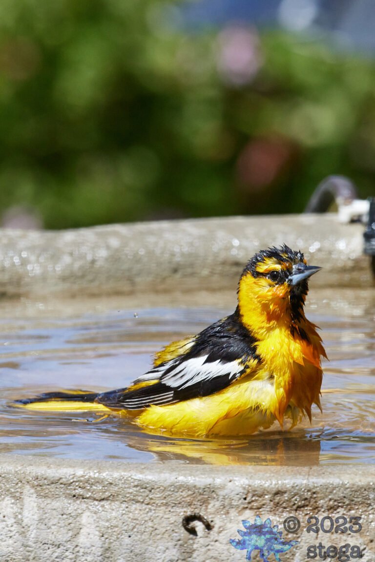 Bullock’s Oriole
