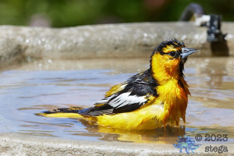 Bullock’s Oriole