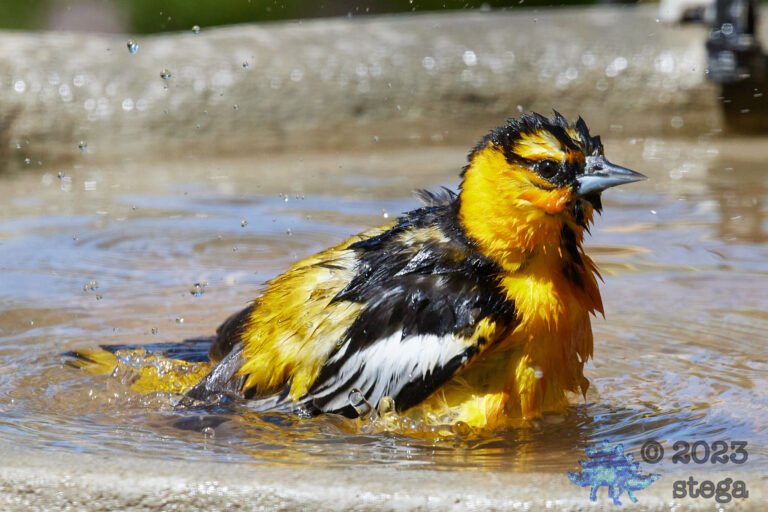 Bullock’s Oriole