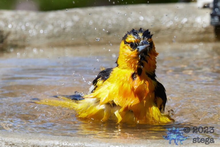 Bullock’s Oriole
