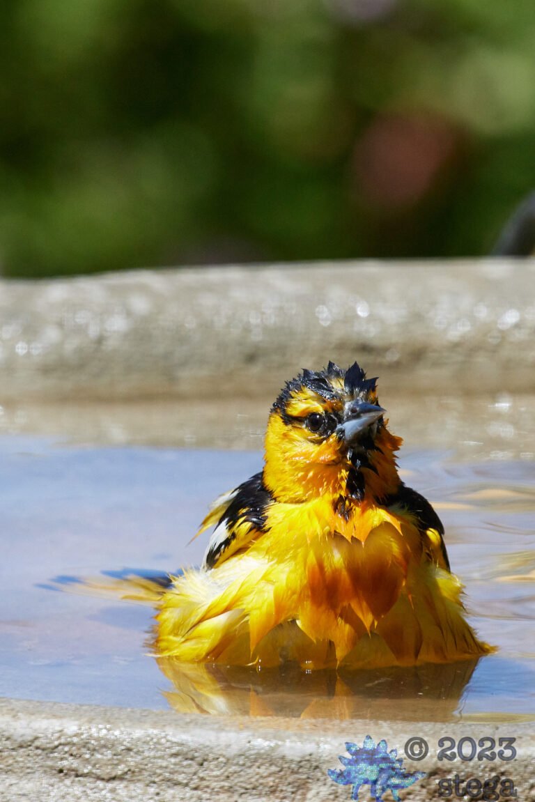 Bullock’s Oriole