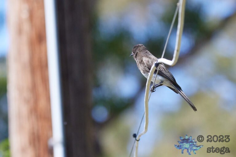 Black Phoebe
