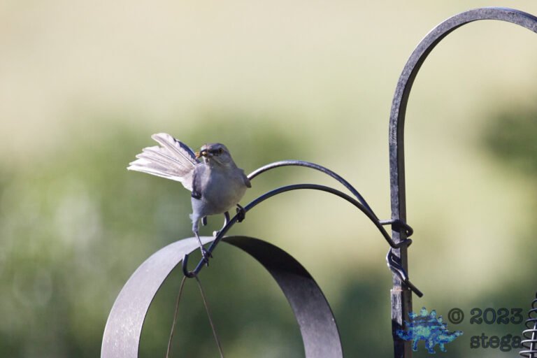 Northern Mockingbird