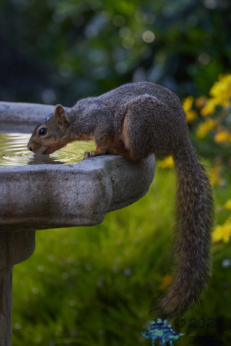 Fox Squirrel