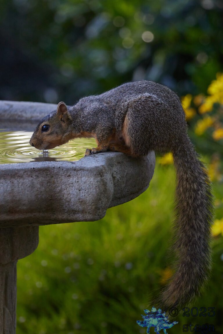 Fox Squirrel
