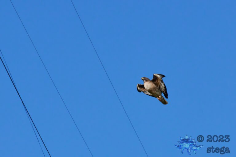 Red-Tailed Hawk