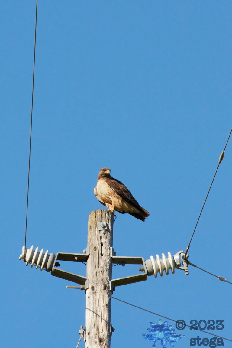 Red-Tailed Hawk
