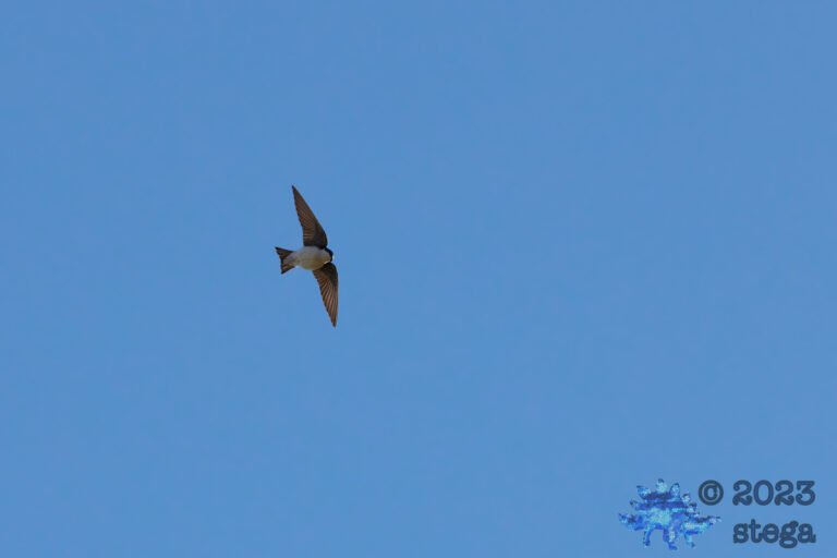 Tree Swallow