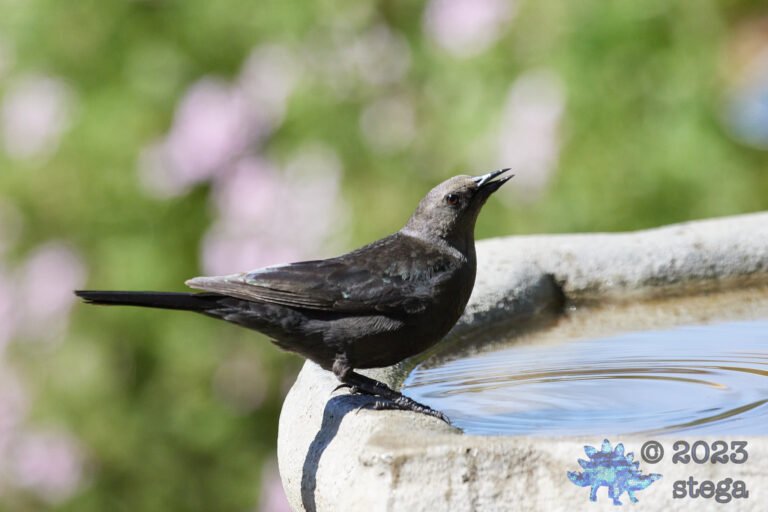 Brown-Headed Cowbird