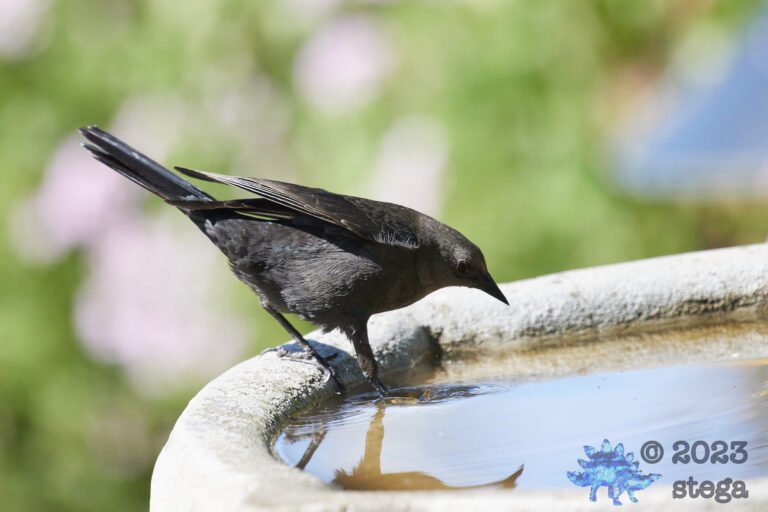 Brown-Headed Cowbird