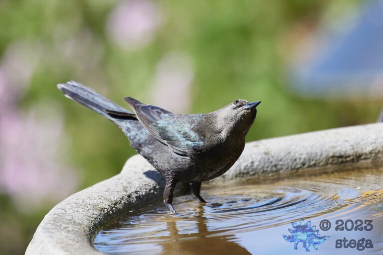 Brown-Headed Cowbird