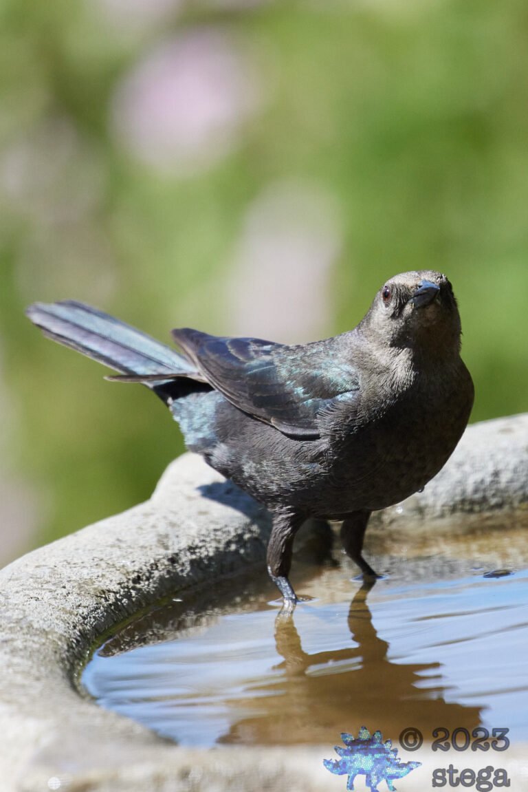 Brown-Headed Cowbird