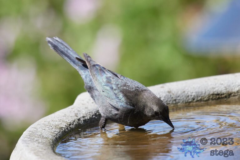 Brown-Headed Cowbird