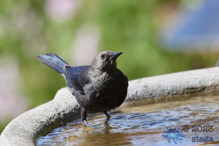 Brown-Headed Cowbird