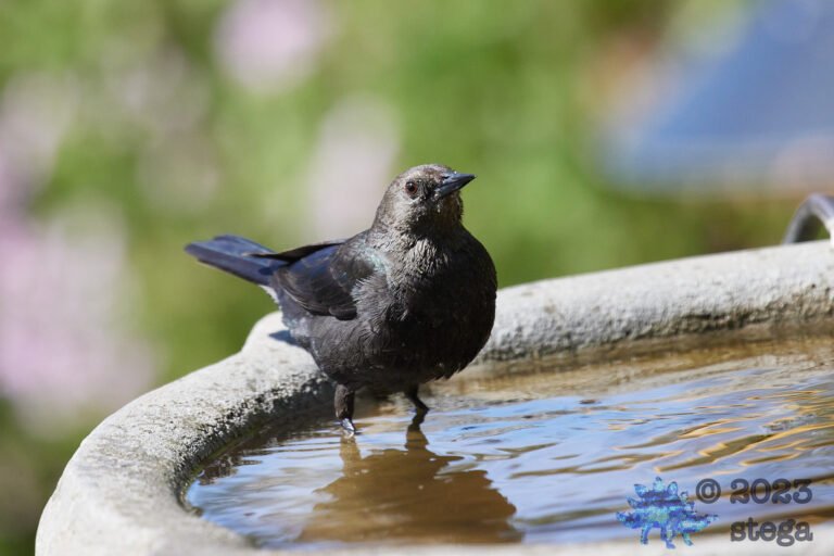 Brown-Headed Cowbird