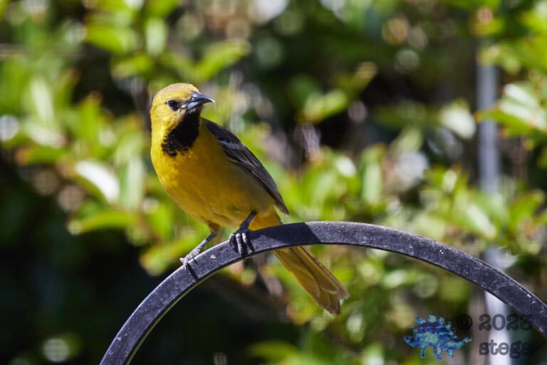 Hooded Oriole
