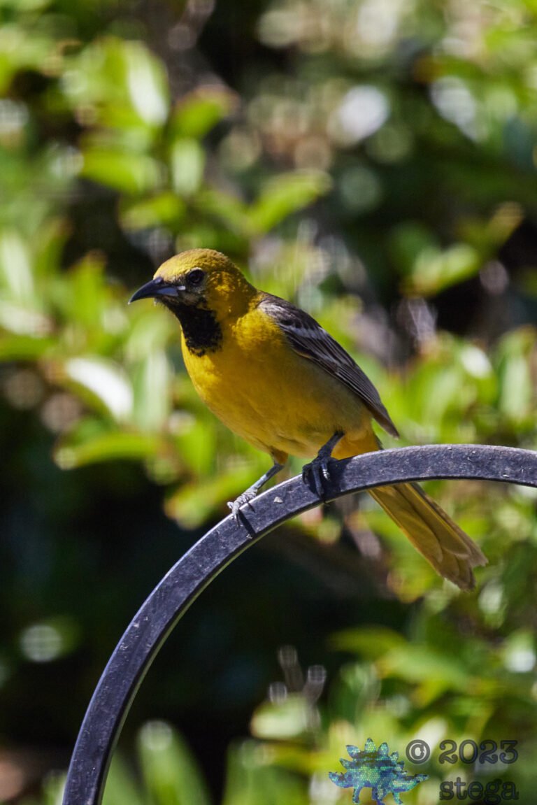 Hooded Oriole