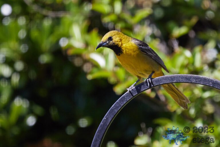 Hooded Oriole