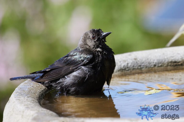 Brown-Headed Cowbird