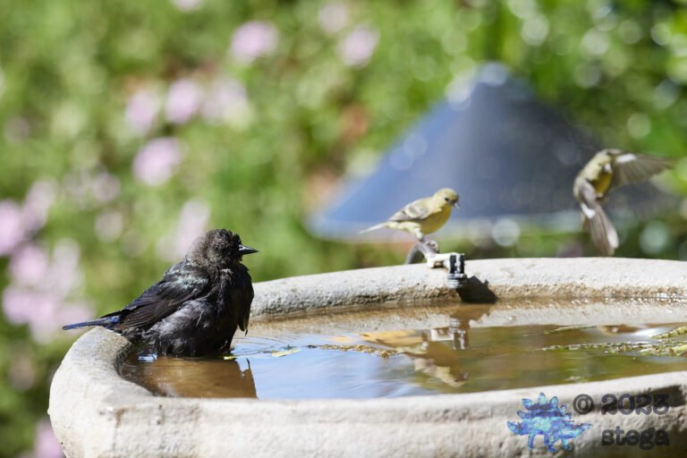 Brown-Headed Cowbird