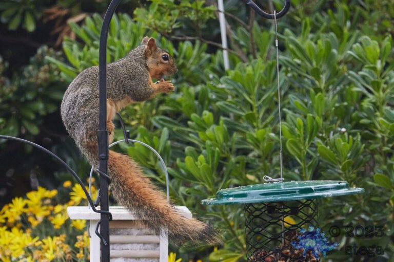 Fox Squirrel