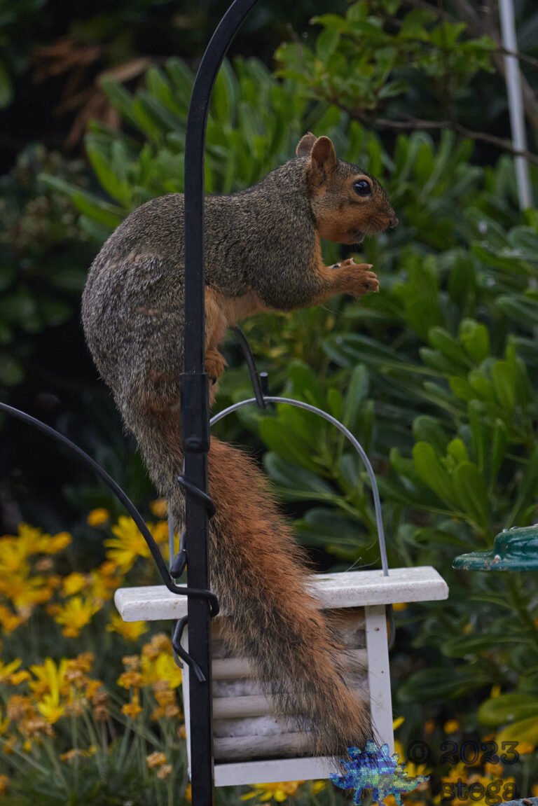 Fox Squirrel
