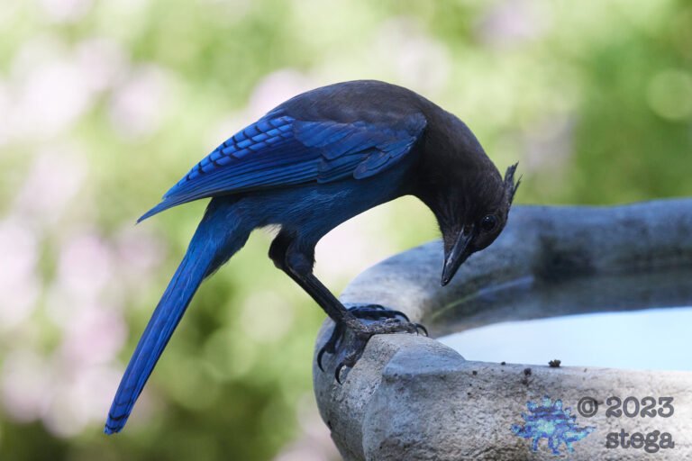 Steller’s Jay