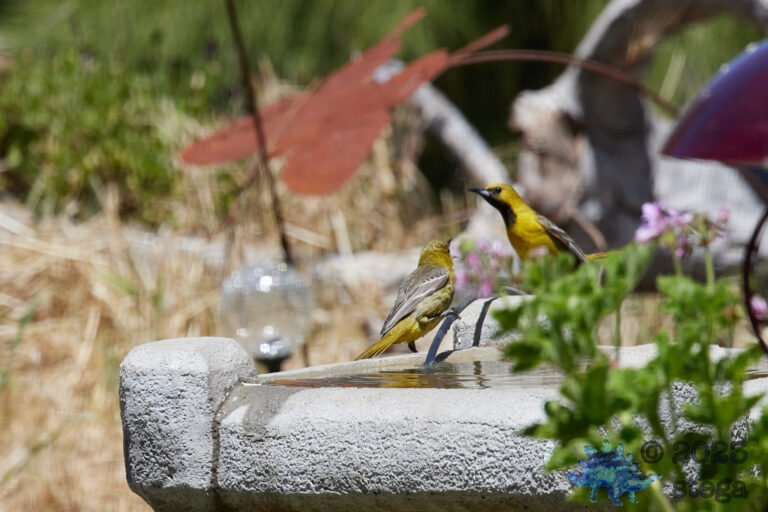 Hooded Oriole