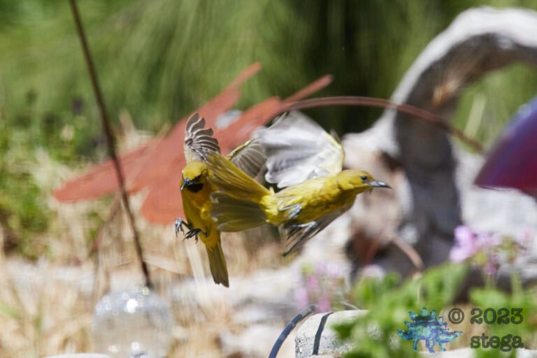 Hooded Oriole