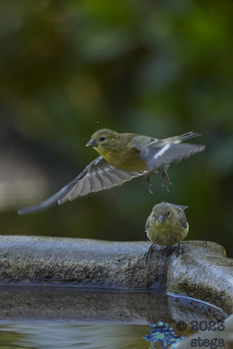 Goldfinches
