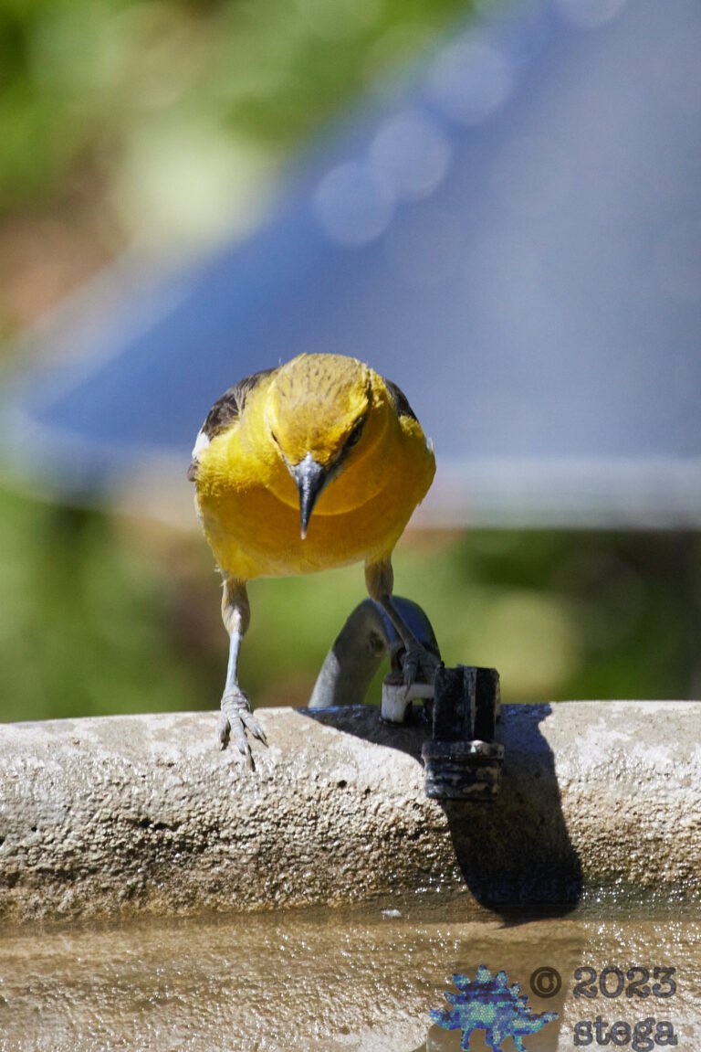 Bullock’s Oriole