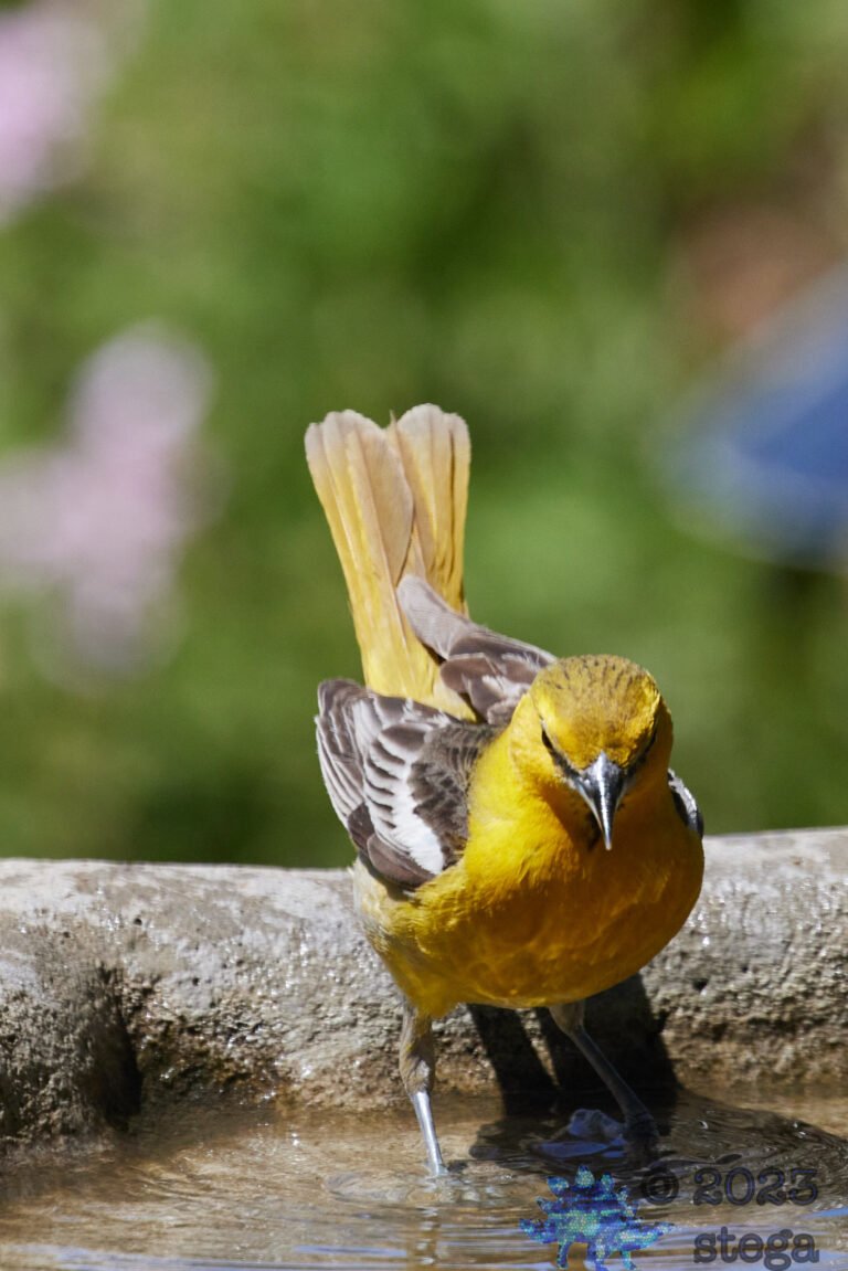 Bullock’s Oriole