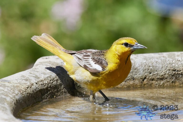 Bullock’s Oriole