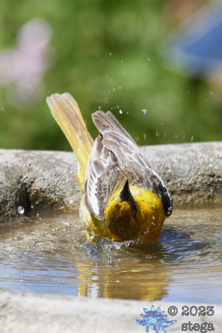 Bullock’s Oriole
