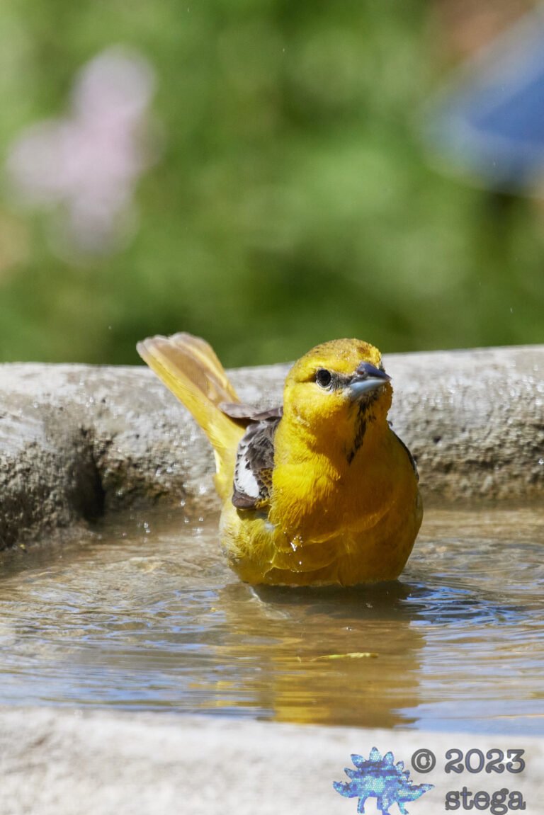 Bullock’s Oriole