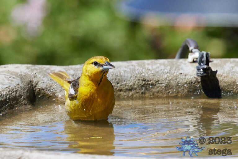 Bullock’s Oriole