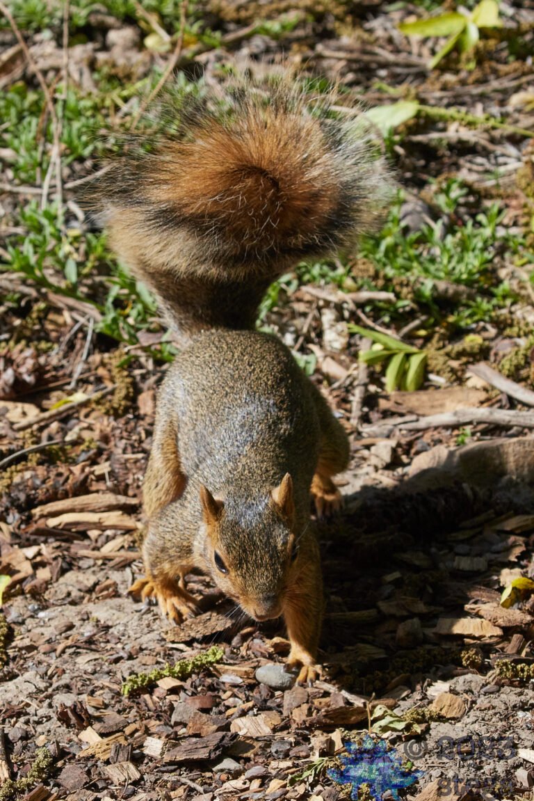 Fox Squirrel