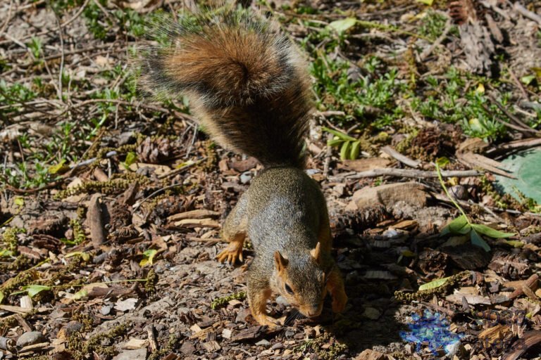 Fox Squirrel