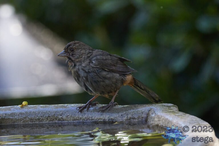 California Towhee