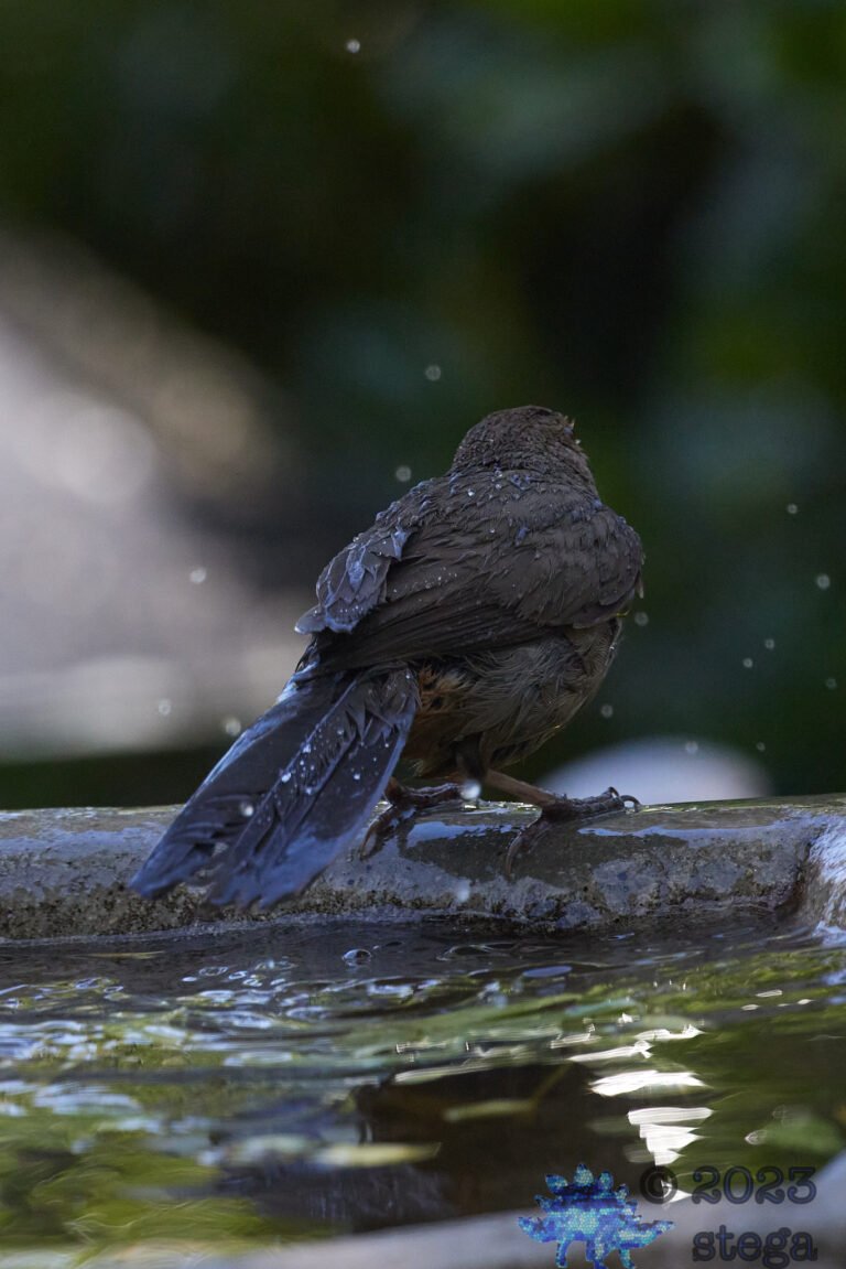 California Towhee