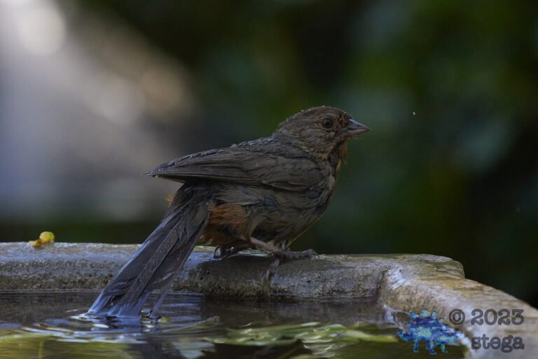 California Towhee