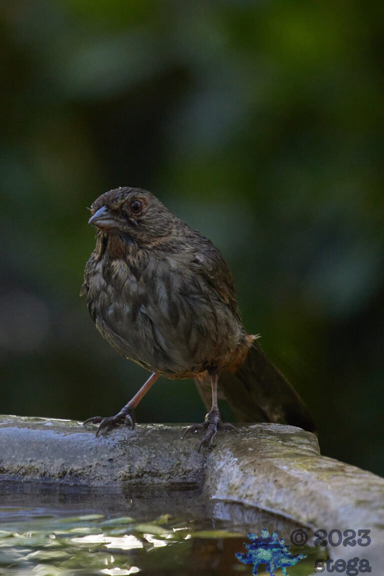 California Towhee