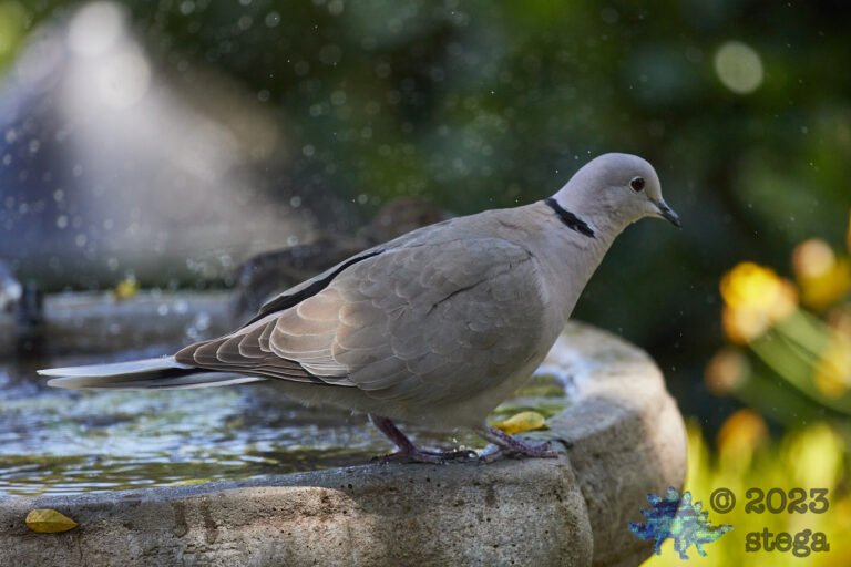 Eurasian Collared Dove