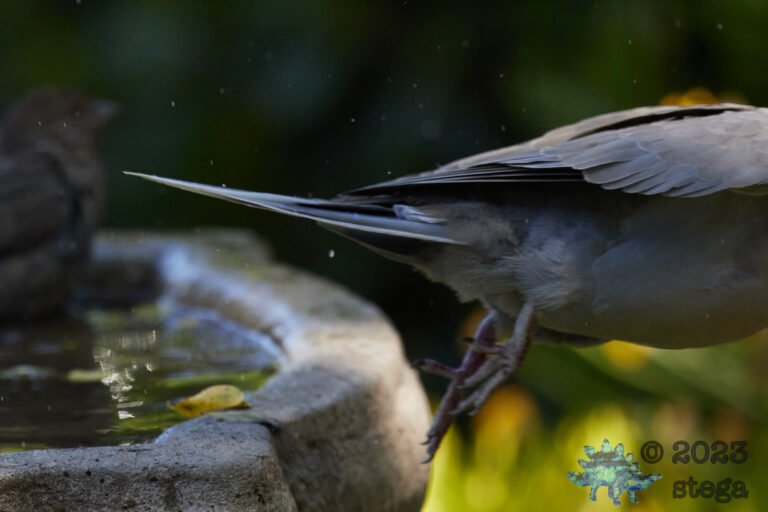 Eurasian Collared Dove